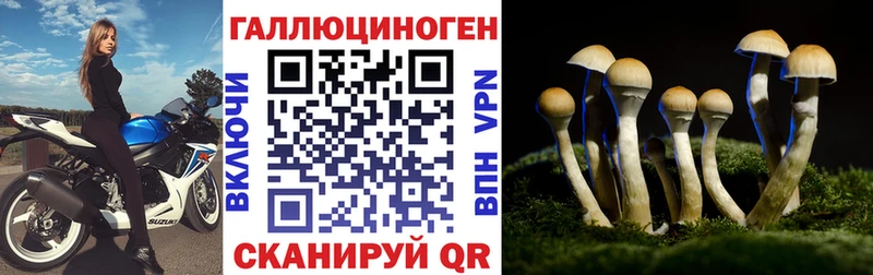 Псилоцибиновые грибы Cubensis  Новоалександровск 